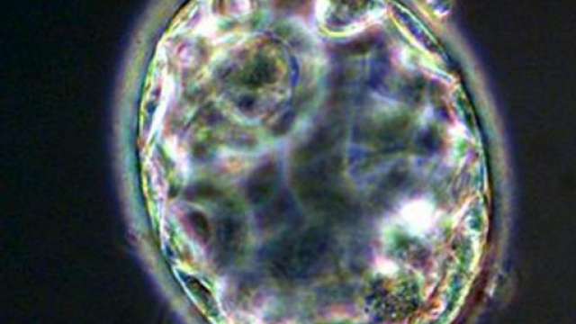 Ricercatori californiani hanno annunciato la creazione del primo embrione ibrido uomo-pecora