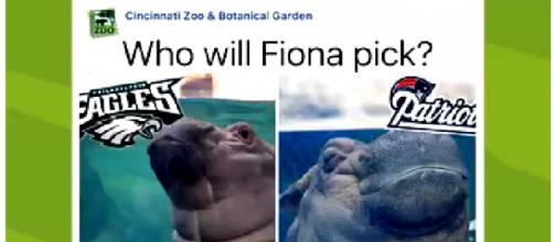 Fiona the Hippo from Cincinnati Zoo just made her first sports prediction. [Image: The Fiona Show/Facebook Watch]