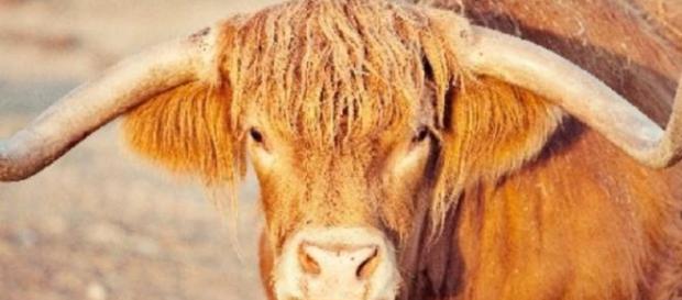 Conozca de cerca a los animales. Conozca de cerca a los animales.