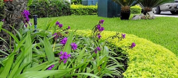 El exito de las plantaciones dependen de la fertilización El exito de las plantaciones dependen de la fertilización