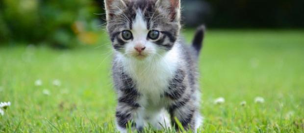Calendario de vacunas del gato | Mascotas - facilisimo.com Calendario de vacunas del gato | Mascotas - facilisimo.com