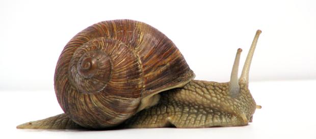 Caracol - Wikipedia, la enciclopedia libre - wikipedia.org Caracol - Wikipedia, la enciclopedia libre - wikipedia.org