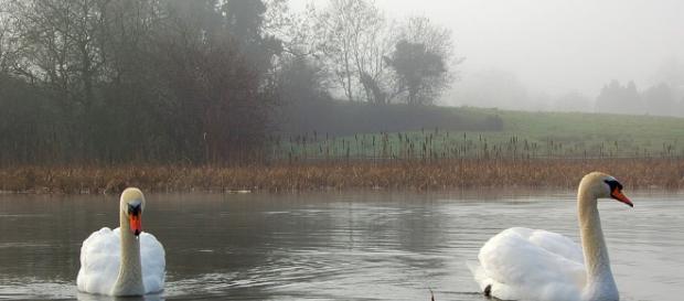 Foto gratis: Cisnes, Paisaje, Estanque, Invierno - Imagen gratis ... - pixabay.com Foto gratis: Cisnes, Paisaje, Estanque, Invierno - Imagen gratis ... - pixabay.com