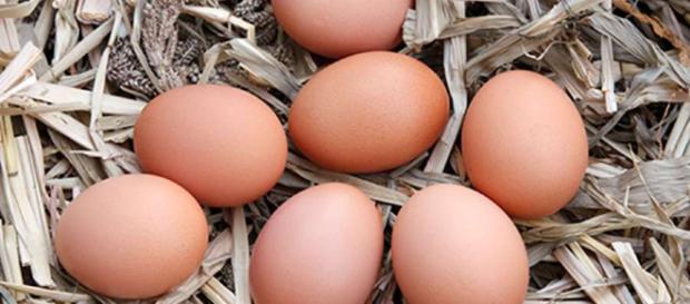Huevos para casa, ¿qué gallina compro? Huevos para casa, ¿qué gallina compro?