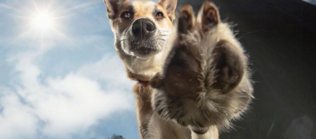 La carne de perro se esta haciendo popular en el mercado de EU La carne de perro se esta haciendo popular en el mercado de EU