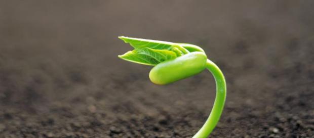 Las plantas son indispensables en la vida del ser humano. Las plantas son indispensables en la vida del ser humano.