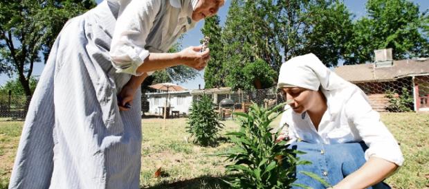 Marihuana. 'Dealers' se visten de monjas - com.mx Marihuana. 'Dealers' se visten de monjas - com.mx