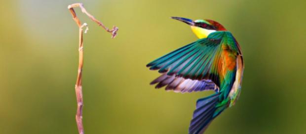 Se conocen más de 204 especies de aves donde su habitad natural están relacionados a sembradíos de café. Se conocen más de 204 especies de aves donde su habitad natural están relacionados a sembradíos de café.