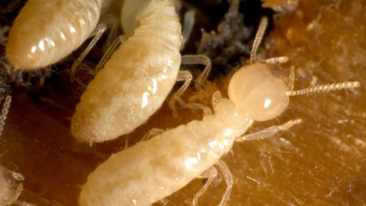 Imágenes de las termitas obreras