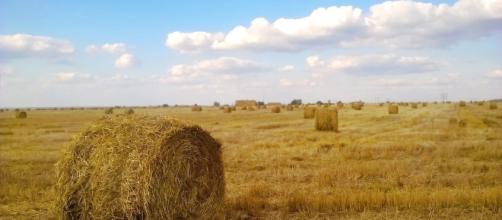 La Importancia De La Agricultura De Secano