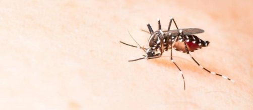 5 datos importantes que debes conocer acerca del Zika | Publinews - publinews.gt