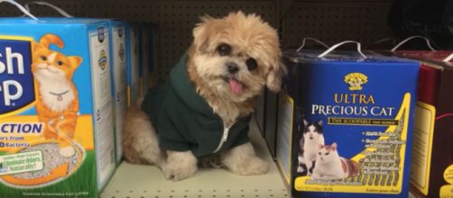 Marnie spending time on the shelf at PetSmart. - [image credit: Marnie the dog / YouTube screencap]