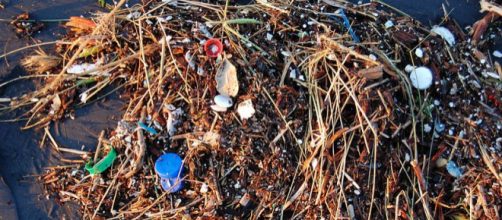 Pieces of plastic on a beach in San Francisco. - [Image credit – Kevin Krejci, Wikimedia Commons]