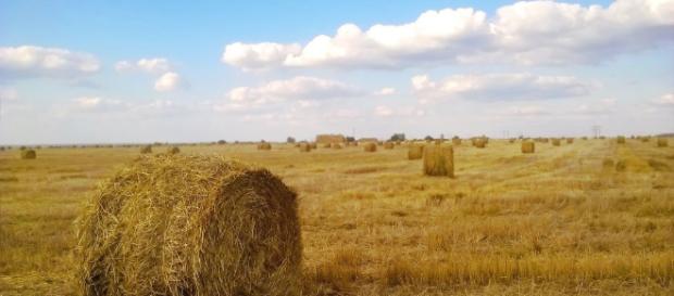 Agricultura de subsistencia son las palabras correctas. Agricultura de subsistencia son las palabras correctas.
