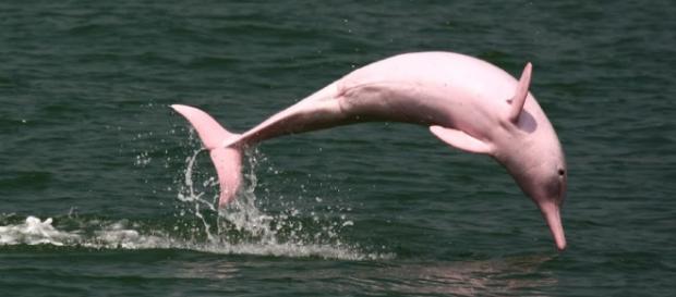 Delfines rosados de la Amazonía son rastreados por satélites Delfines rosados de la Amazonía son rastreados por satélites