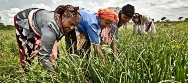 Las mujeres son indispensables en las practicas agrícolas. Las mujeres son indispensables en las practicas agrícolas.