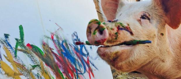 Pigcasso, un cochino artista que cobra mil euros Pigcasso, un cochino artista que cobra mil euros