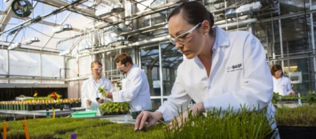 Sitio de invernadero de BASF en soluciones agrícolas en Research Triangle Park, América del Norte. Sitio de invernadero de BASF en soluciones agrícolas en Research Triangle Park, América del Norte.