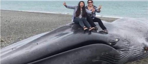 Balena morta, incisioni e calci - Twitter