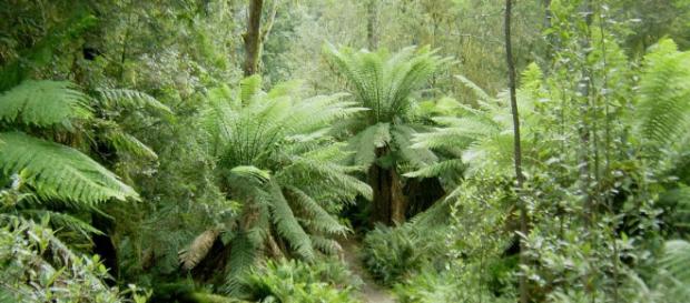 Conozcamos la importancia de los bosques para que no desaparezcan. Conozcamos la importancia de los bosques para que no desaparezcan.