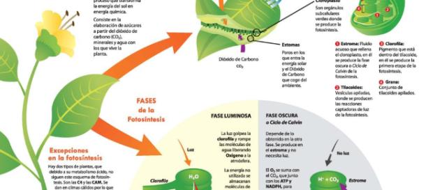 Fotosíntesis — WikiSabio - wikisabio.com Fotosíntesis — WikiSabio - wikisabio.com