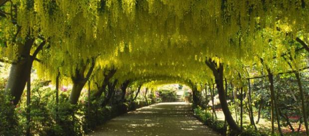 LA MANIPULADA FORMA DE LOS ARBOLES. LA MANIPULADA FORMA DE LOS ARBOLES.