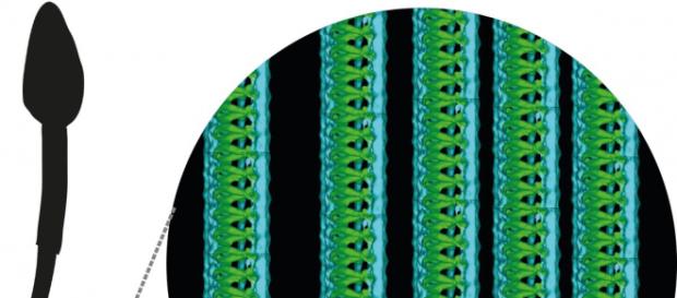 Los investigadores han descubierto una nanoestructura en forma de espiral previamente desconocida en colas de esperma humano. Los investigadores han descubierto una nanoestructura en forma de espiral previamente desconocida en colas de esperma humano.