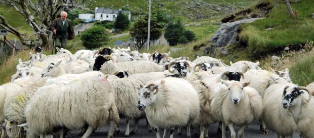 Nuevas razas de ovejas en Escocia. Nuevas razas de ovejas en Escocia.
