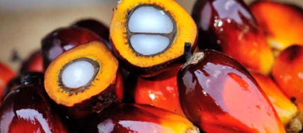 qué el aceite de palma es malo para la salud y debemos evitar ... - localbiomarket.es qué el aceite de palma es malo para la salud y debemos evitar ... - localbiomarket.es