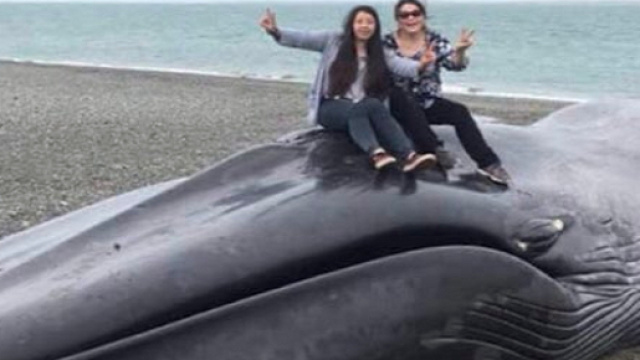 Balena morta, incisioni e calci - Twitter