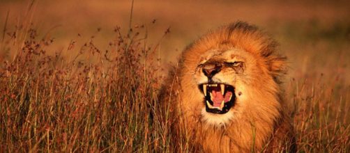 Safari Park: leoni piombano su un'auto - focus.it