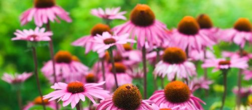L'estratto fresco di Echinacea purpurea aiuta a prevenire le complicazioni respiratorie dell'influenza - foto:naturallivingideas.com