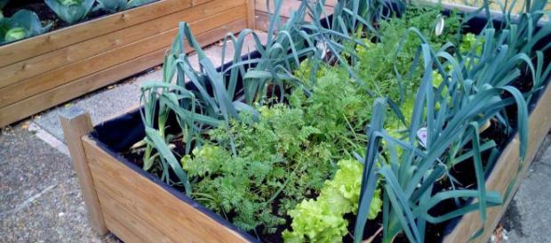 9 razones para convertir tu patio, terraza o jardín en un huerto ... - ecoinventos.com 9 razones para convertir tu patio, terraza o jardín en un huerto ... - ecoinventos.com