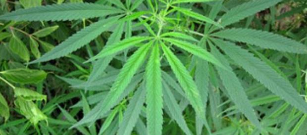 Cannabis Image credit - James St. John | Flickr Cannabis Image credit - James St. John | Flickr