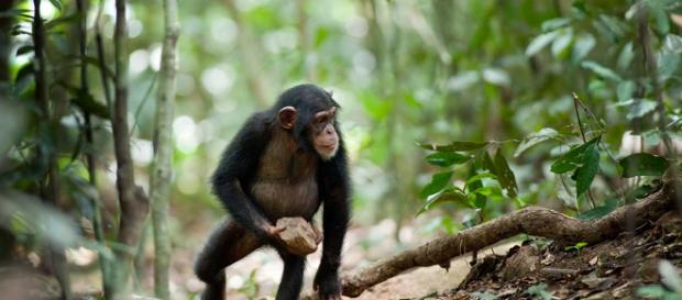 El chimpancé Nigeria-Camerún fue visto en varios lugares dentro del Parque Nacional Gashaka Gumt El chimpancé Nigeria-Camerún fue visto en varios lugares dentro del Parque Nacional Gashaka Gumt