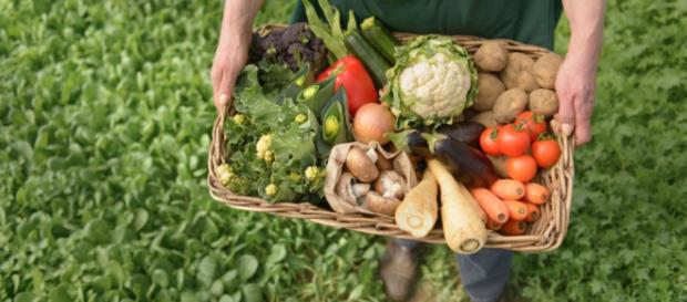 La agricultura orgánica es la mejor alternativa. La agricultura orgánica es la mejor alternativa.
