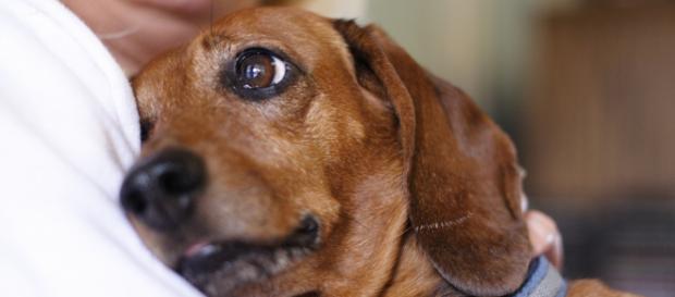 Los perros son capaces de sentir el dolor de los humanos - Amigos ... - cerrajeroszaragoza.es Los perros son capaces de sentir el dolor de los humanos - Amigos ... - cerrajeroszaragoza.es