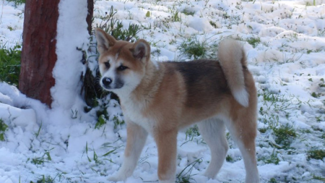Hachiko è morto dopo 12 anni di veglia