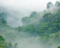 Tropical Rainforests and Climatic Energy