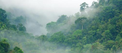 Tropical Rainforests and Climatic Energy