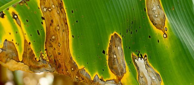 ENFERMEDADES EN EL CULTIVO DE BANANO. ENFERMEDADES EN EL CULTIVO DE BANANO.