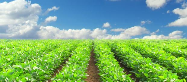 Evolución del asesoramiento agrícola. Evolución del asesoramiento agrícola.