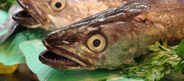 La pesca en el Atlántico sur, ¿piratería o negocio? La pesca en el Atlántico sur, ¿piratería o negocio?