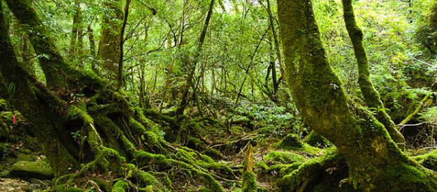 La sociedad secreta de las plantas. La sociedad secreta de las plantas.