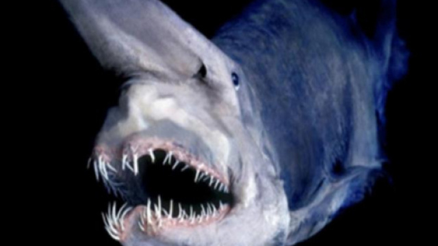scoperto un nuovo tipo di squalo