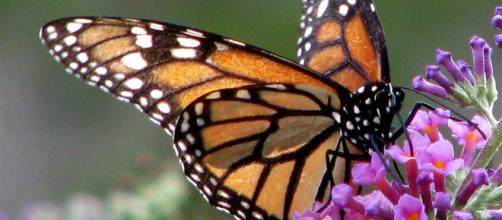 ¿dónde Se Quedan Realmente Las Mariposas En Inviernoemk 4710