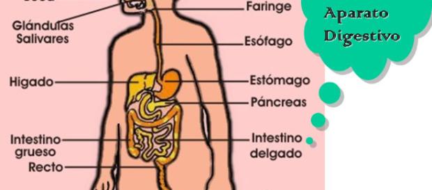 El aparato digestivo es vital para la nutrición humana. - blogspot.com El aparato digestivo es vital para la nutrición humana. - blogspot.com