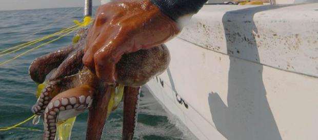 La pesca de pulpo esta acabando con esta especie. La pesca de pulpo esta acabando con esta especie.
