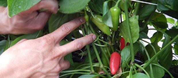 Los pimientos y su producción. Los pimientos y su producción.