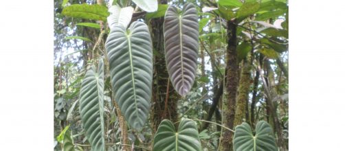 The Family Araceae of Colombia-Own Work- Noel Calvert